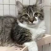 ミックス短足(マンチカン‪✕‬ミックス)【宮崎県・男の子・2025年6月23日・ブラウンタビー&ホワイト】の写真9