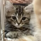 マンチカン(長足)【宮崎県・男の子・2025年9月4日・ブラウンタビー】の写真10