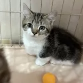 マンチカン(短足)【宮崎県・男の子・2025年9月4日・ブラウンタビー&ホワイト】の写真10