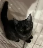 ラムキン【宮崎県・女の子・2025年3月3日・ブラックスモーク】の写真7