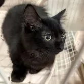 ミックス短足(マンチカン‪✕‬ミックス)【宮崎県・男の子・2025年6月23日・ブラックスモーク】の写真4