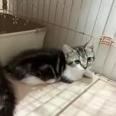 マンチカン(短足)【宮崎県・男の子・2025年9月4日・ブラウンタビー&ホワイト】の写真14