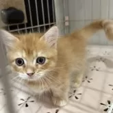 マンチカン(短足)【宮崎県・男の子・2025年9月4日・レッドタビー】の写真4