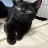 ミックス短足(マンチカン✕ミックス)【宮崎県・男の子・2025年6月23日・ブラックスモーク】の写真5