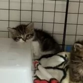 マンチカン(短足)【宮崎県・男の子・2025年9月4日・ブラウンタビー&ホワイト】の写真3