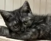 ラムキン【宮崎県・女の子・2025年3月3日・ブラックスモーク】の写真9