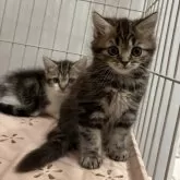 マンチカン(長足)【宮崎県・男の子・2025年9月4日・ブラウンタビー】の写真6