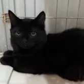 ミックス短足(マンチカン‪✕‬ミックス)【宮崎県・男の子・2025年6月23日・ブラックスモーク】の写真14