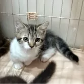 マンチカン(短足)【宮崎県・男の子・2025年9月4日・ブラウンタビー&ホワイト】の写真11