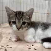 マンチカン(短足)【宮崎県・男の子・2025年9月4日・ブラウンタビー&ホワイト】の写真9