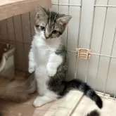 マンチカン(短足)【宮崎県・男の子・2025年9月4日・ブラウンタビー&ホワイト】の写真12