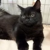 ミックス短足(マンチカン‪✕‬ミックス)【宮崎県・男の子・2025年6月23日・ブラックスモーク】の写真7