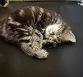 マンチカン(長足)【宮崎県・男の子・2025年9月4日・ブラウンタビー】の写真2