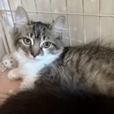 ミックス短足(マンチカン‪✕‬ミックス)【宮崎県・男の子・2025年6月23日・ブラウンタビー&ホワイト】の写真7