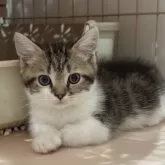 マンチカン(短足)【宮崎県・男の子・2025年9月4日・ブラウンタビー&ホワイト】の写真8