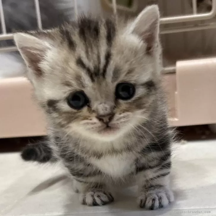ID:2504-00350の子猫