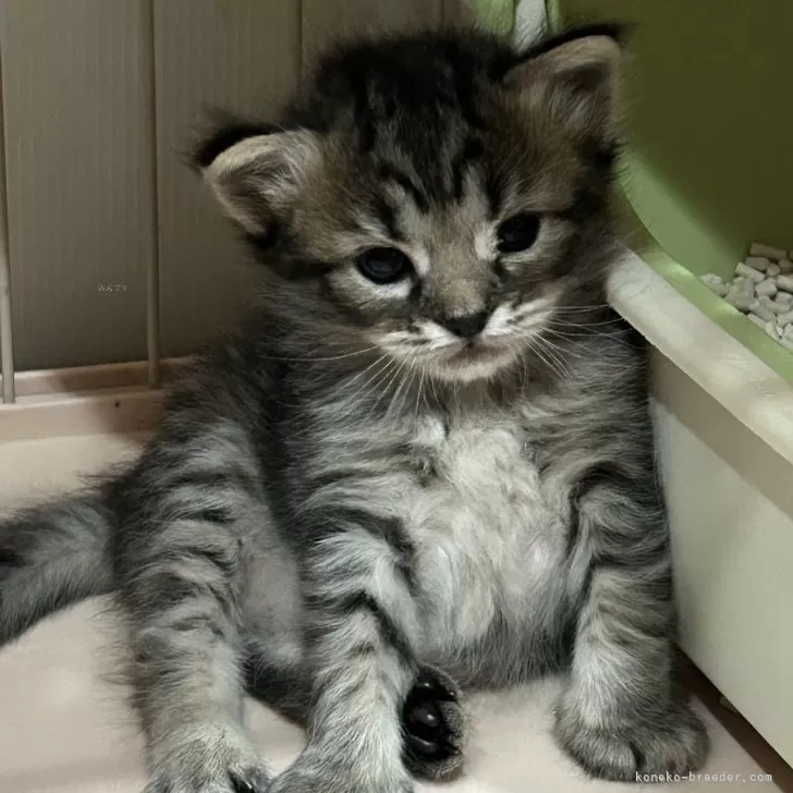 ねこライフ 様のお迎えした子猫