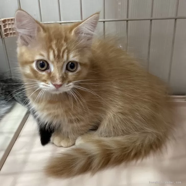 マンチカン(短足)【宮崎県・男の子・2025年9月4日・レッドタビー】の写真1