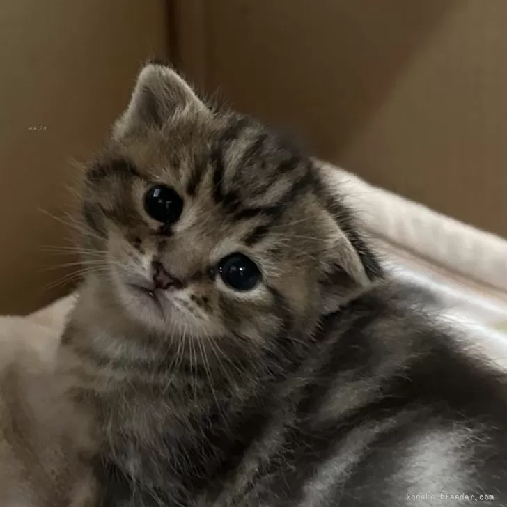 K.O 様のお迎えした子猫