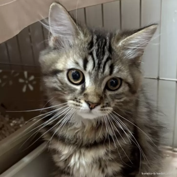 Y.Ｉ 様のお迎えした子猫