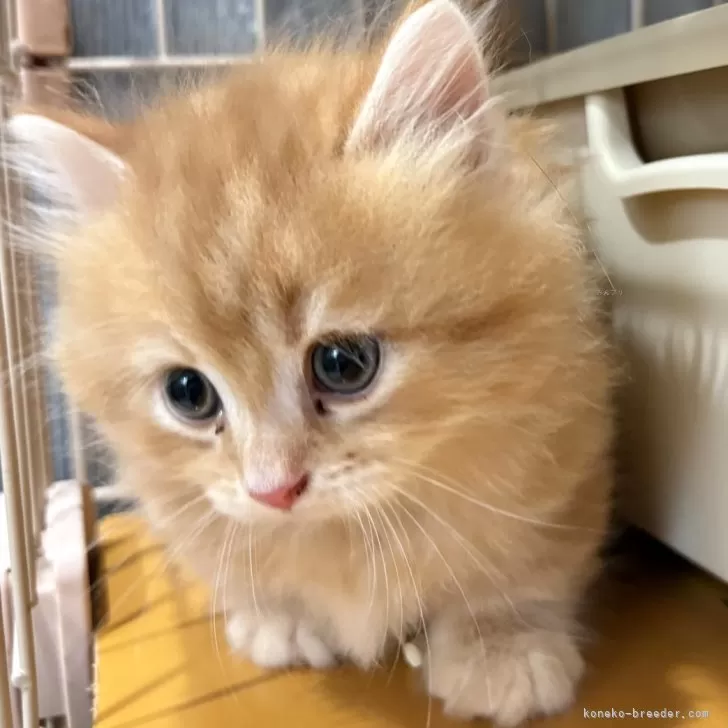 ID:2507-01342の子猫