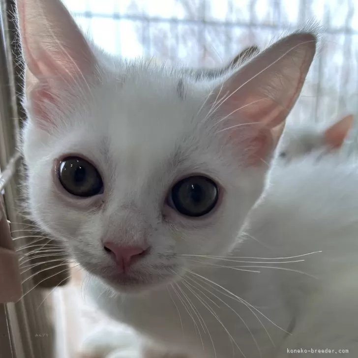 ID:2502-01248の子猫