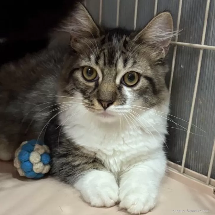 ミックス短足(マンチカン‪✕‬ミックス)【宮崎県・男の子・2025年6月23日・ブラウンタビー&amp;ホワイト】の写真1