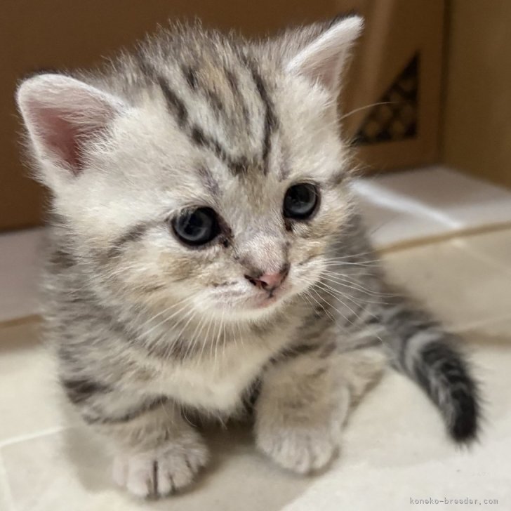 ブリーダー画像