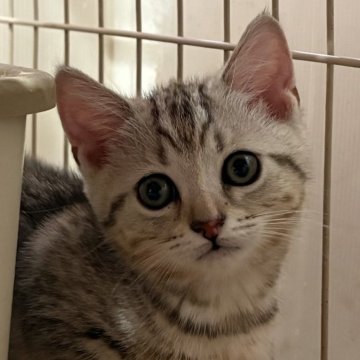 マンチカン(短足)【宮崎県・女の子・2025年11月6日・シルバーパッチドタビー（短毛）】の写真「キュートなお顔の短足ちゃん❤︎人気のシルバー系」