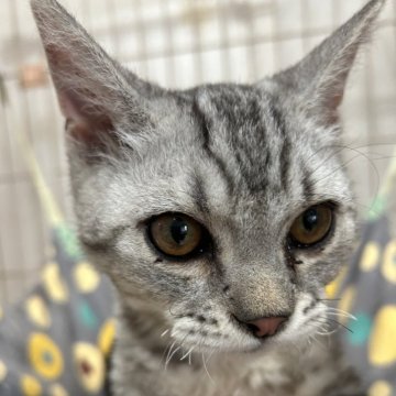 ラムキン【宮崎県・男の子・2025年3月3日・シルバータビー（巻き毛、短毛）】の写真「人が大好きな甘えん坊くん❣️」