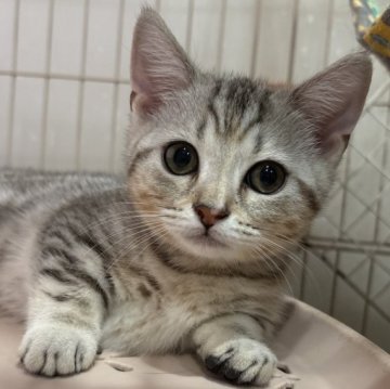 マンチカン(短足)【宮崎県・女の子・2025年11月6日・シルバーパッチドタビー（短毛）】の写真「マンチカン立ちが上手な女の子🩵」