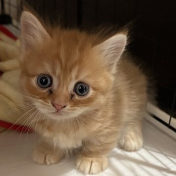 マンチカン(短足)【宮崎県・男の子・2025年9月4日・レッドタビー】の写真「短足くん♡」