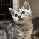 ラムキン