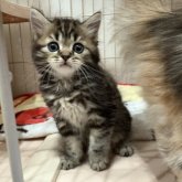 マンチカン(長足)