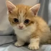 マンチカン(短足)