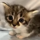 ミックス短足(マンチカン‪✕‬ミックス)