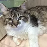 ミックス短足(マンチカン‪✕‬ミックス)