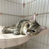 マンチカン(長足)