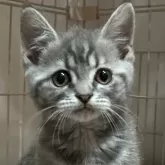 ラムキン