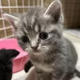 ラムキン