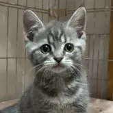 ラムキン