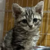 ラムキン