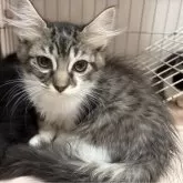 ミックス短足(マンチカン‪✕‬ミックス)