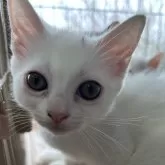 マンチカン(長足)【宮崎県・女の子・2025年1月19日・ホワイト】の写真1