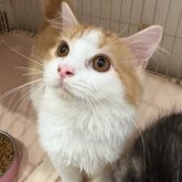 マンチカン(長足)