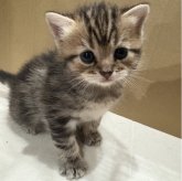 マンチカン(長足)