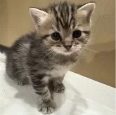 マンチカン(長足)