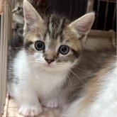 マンチカン(短足)