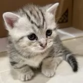 マンチカン(短足)