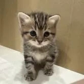 マンチカン(長足)【宮崎県・女の子・2025年11月6日・ブラウンパッチドタビー】の写真2